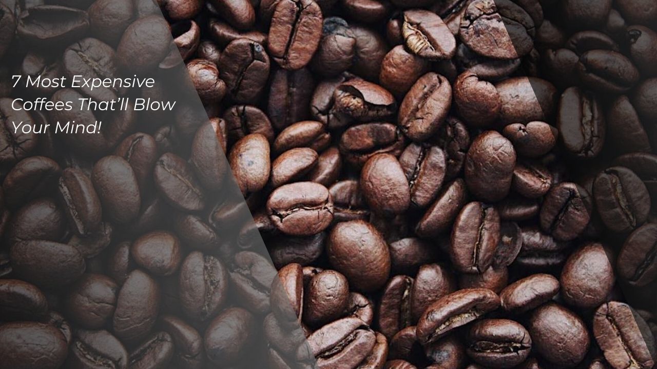 Most Expensive Coffees