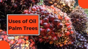 Uses of Oil Palm Trees