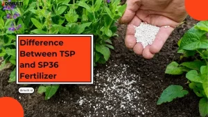 Difference Between TSP and SP36 Fertilizer