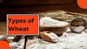 Types of Wheat