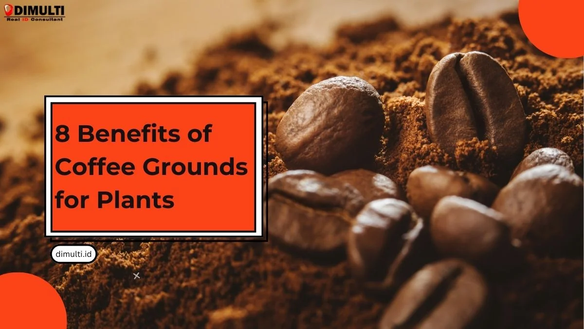 Coffee Grounds for Plants