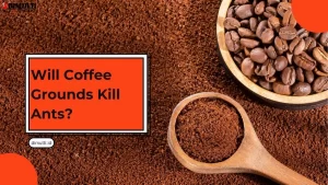 Will Coffee Grounds Kill A