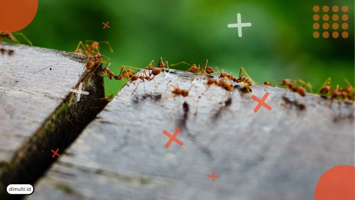 Will Coffee Grounds Kill Ants?